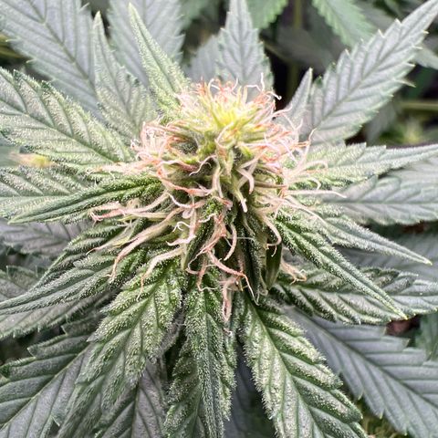 LSD growlog timeline photo