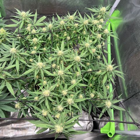 Gorilla Finger (GG#4 X Gorilla Zkittzlez) growlog timeline photo