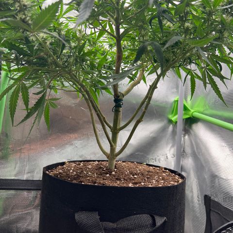 Gorilla Finger (GG#4 X Gorilla Zkittzlez) growlog timeline photo