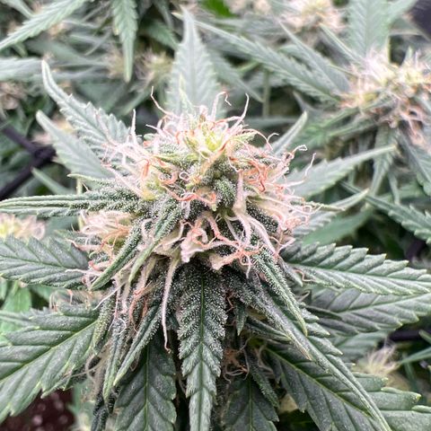 Gorilla Finger (GG#4 X Gorilla Zkittzlez) growlog timeline photo