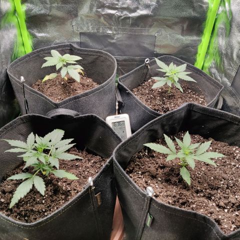 Auto Northern Lights growlog timeline photo