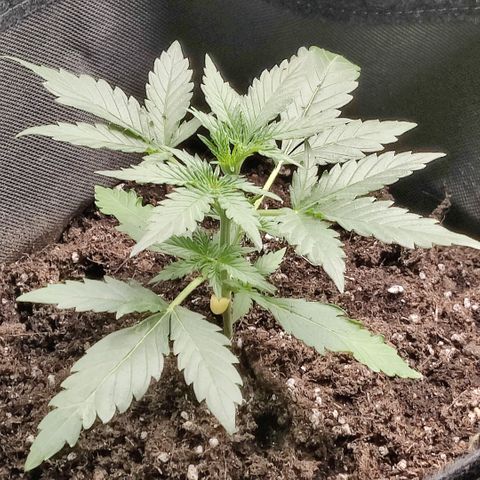 Auto Northern Lights growlog timeline photo