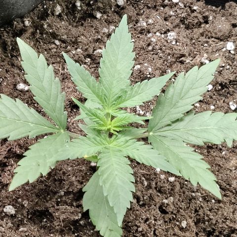 Auto Northern Lights growlog timeline photo
