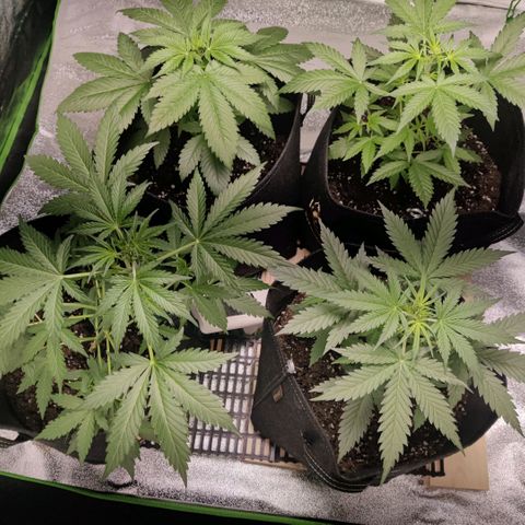 Auto Northern Lights growlog timeline photo