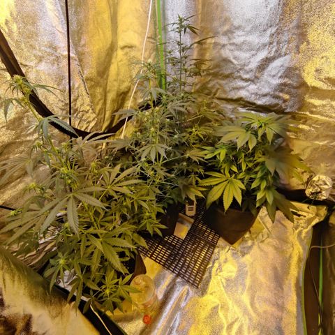 Auto Northern Lights growlog timeline photo