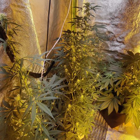 Auto Northern Lights growlog timeline photo
