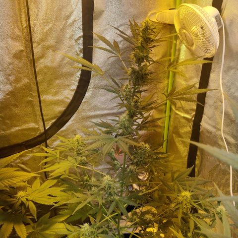 Auto Northern Lights growlog timeline photo