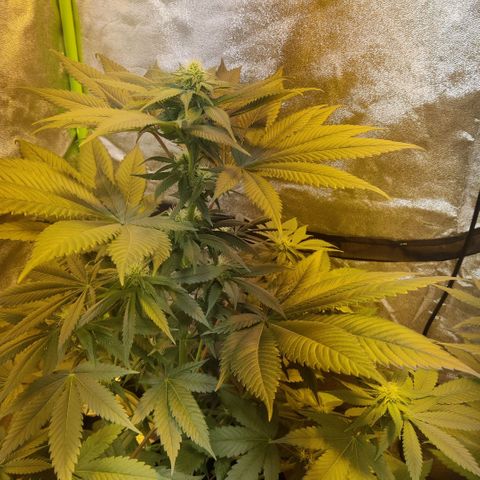 Auto Northern Lights growlog timeline photo
