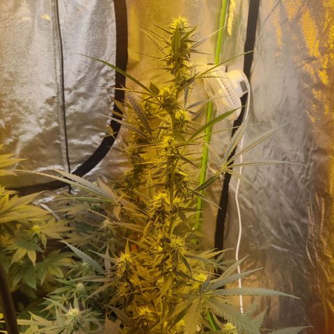 Auto Northern Lights growlog timeline photo