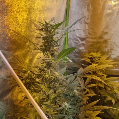 Auto Northern Lights growlog timeline photo