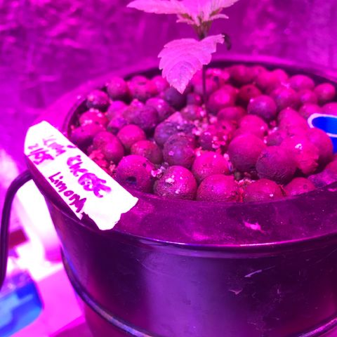 Limona growlog photo: Manchas hojas puntas