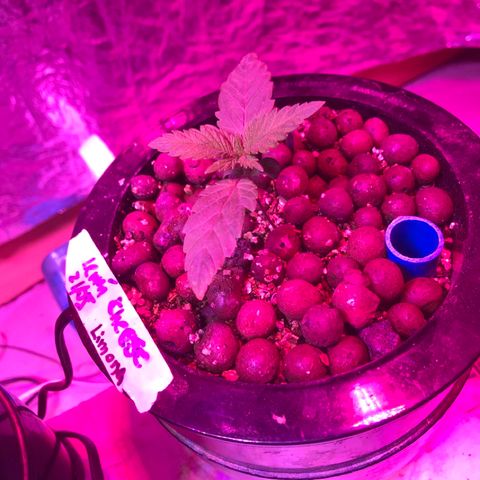 Limona growlog photo: Manchas hojas puntas