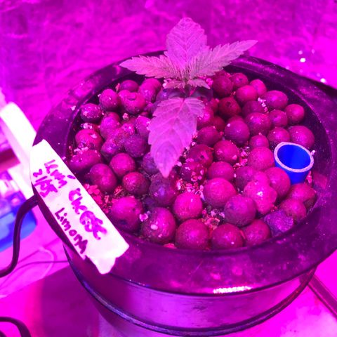 Limona growlog timeline photo