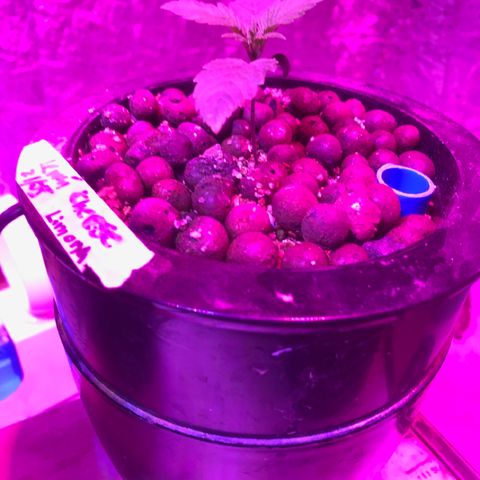 Limona growlog timeline photo