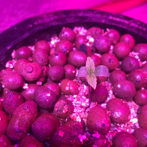 Limona growlog timeline photo