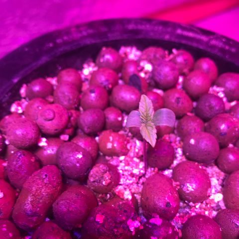 Limona growlog timeline photo