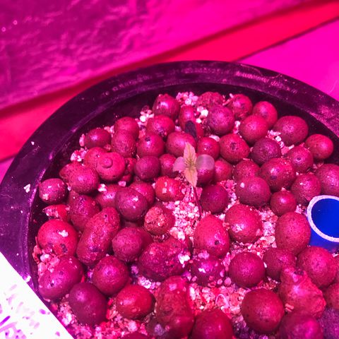Limona growlog timeline photo