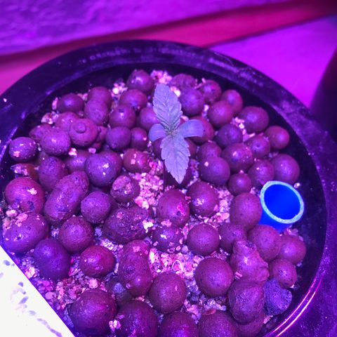 Limona growlog timeline photo