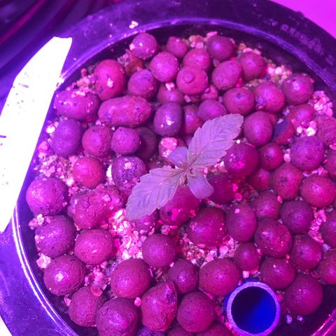 Limona growlog timeline photo