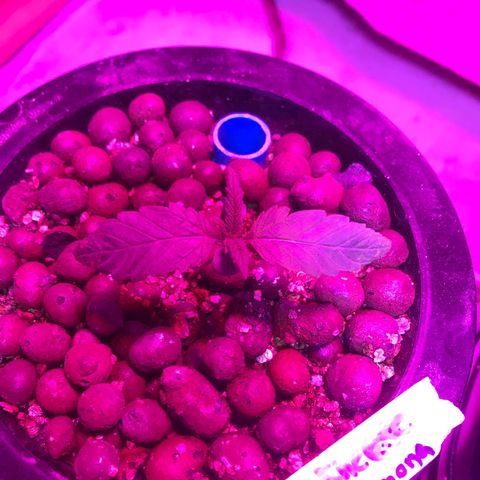 Limona growlog timeline photo