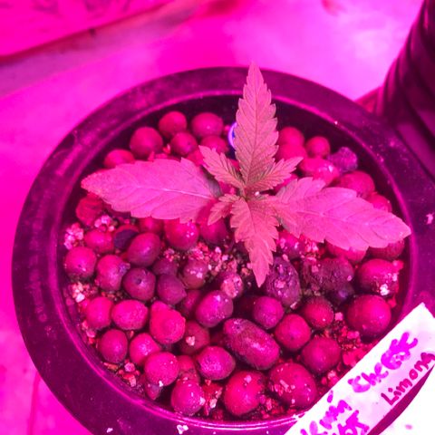 Limona growlog timeline photo