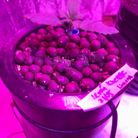 Limona growlog timeline photo