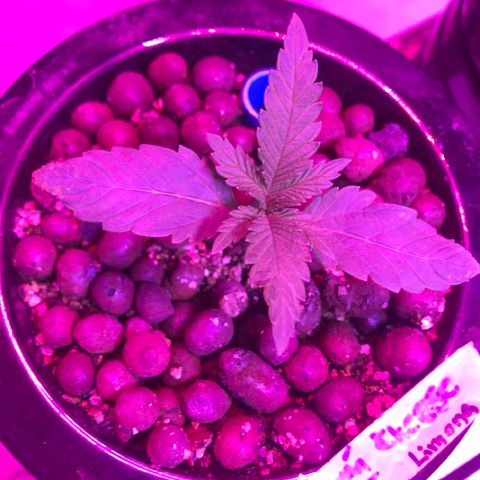 Limona growlog timeline photo
