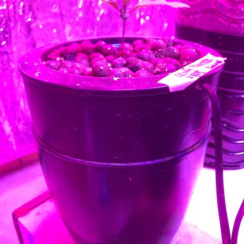 Limona growlog timeline photo