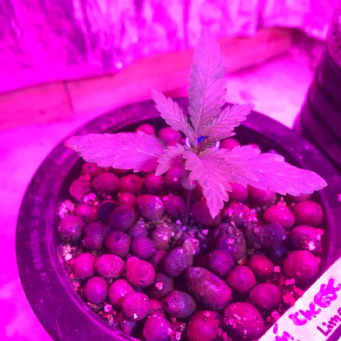 Limona growlog timeline photo