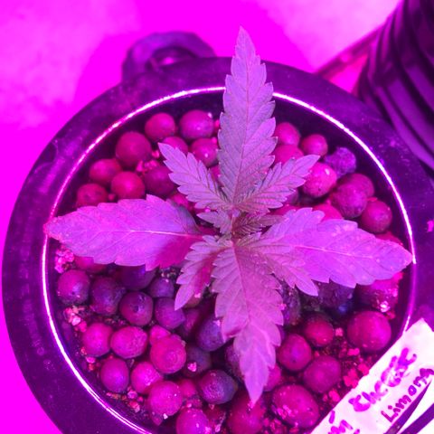 Limona growlog timeline photo