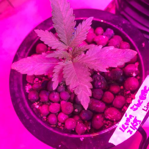 Limona growlog timeline photo