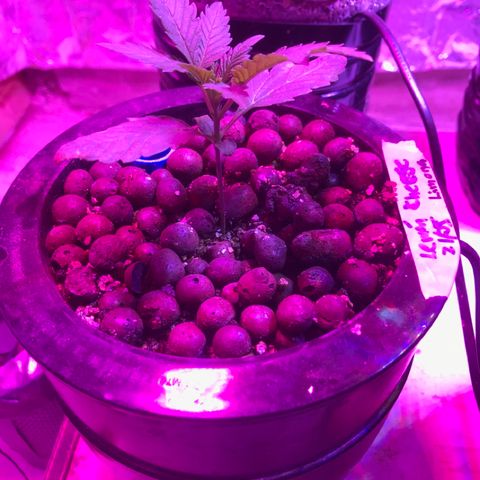Limona growlog timeline photo