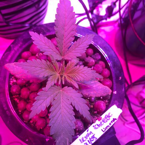 Limona growlog timeline photo