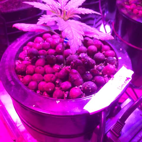 Limona growlog timeline photo