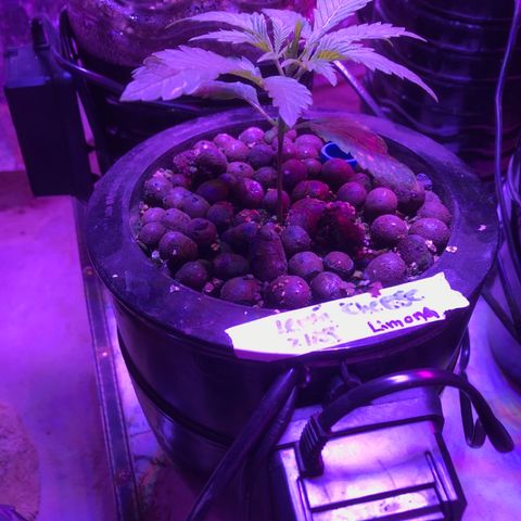 Limona growlog timeline photo