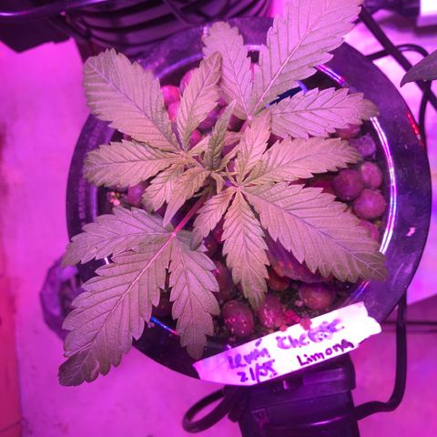 Limona growlog timeline photo