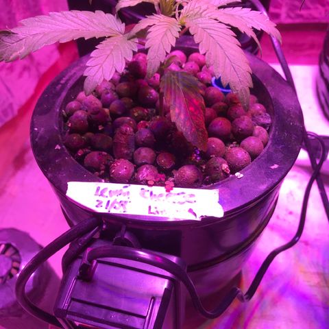 Limona growlog timeline photo