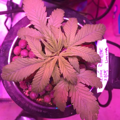 Limona growlog timeline photo