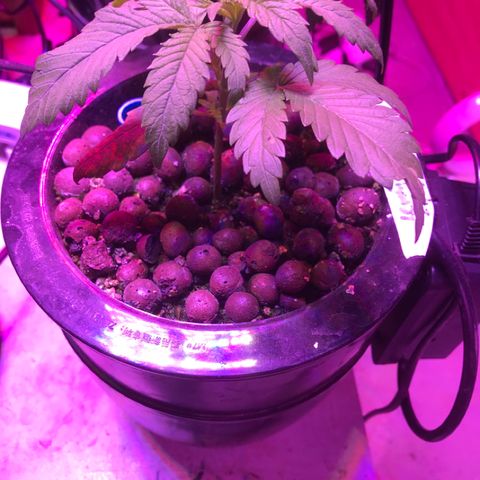 Limona growlog timeline photo
