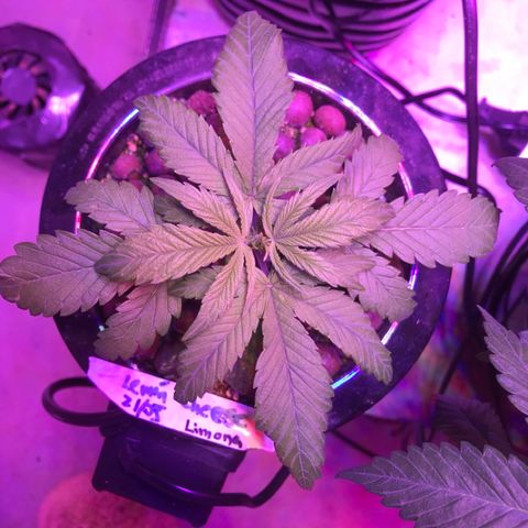 Limona growlog timeline photo