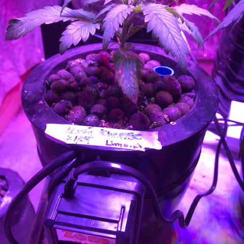 Limona growlog timeline photo