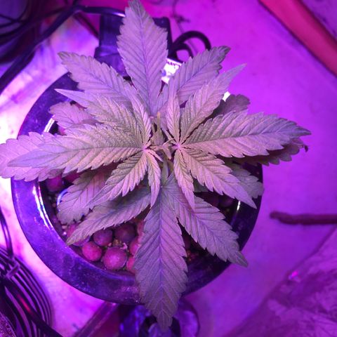 Limona growlog timeline photo