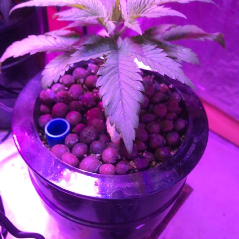 Limona growlog timeline photo