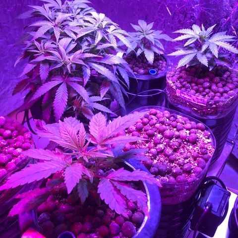 Limona growlog timeline photo