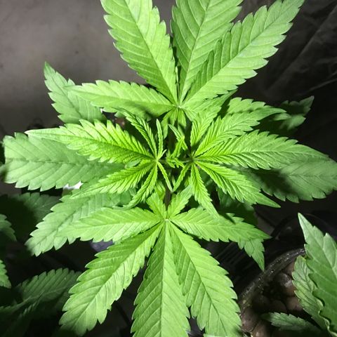 Limona growlog timeline photo