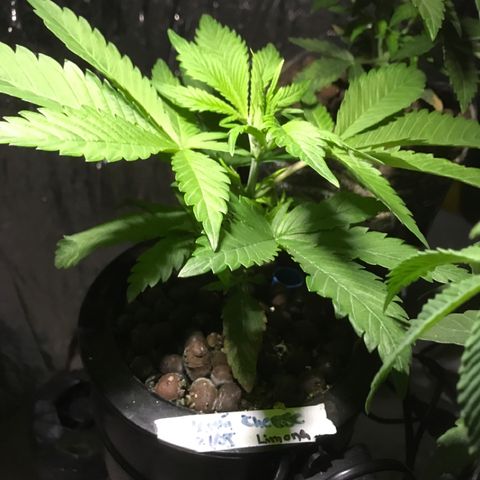 Limona growlog timeline photo