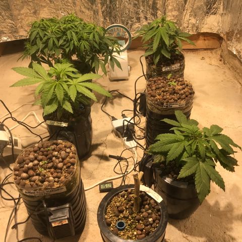 Limona growlog timeline photo