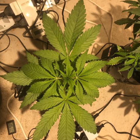 Limona growlog timeline photo