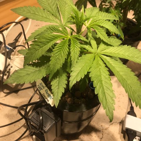 Limona growlog timeline photo