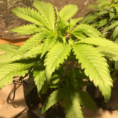 Limona growlog timeline photo